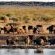 Motswiri Private Safari Lodge - 144378
