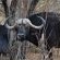 Motswiri Private Safari Lodge - 144380