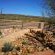 Rangers Reserve - 145477