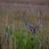 Nkomazi Game Reserve - 145739