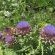 The Country Garden - 147151