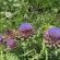 The Country Garden - 147151