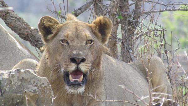 Lion