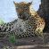 Ku Sungula Safari Lodge - 148156