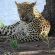 Ku Sungula Safari Lodge - 148156