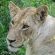 Ku Sungula Safari Lodge - 148158