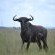 Blue Wildebeest