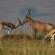 Hartebeest & Springbok 
