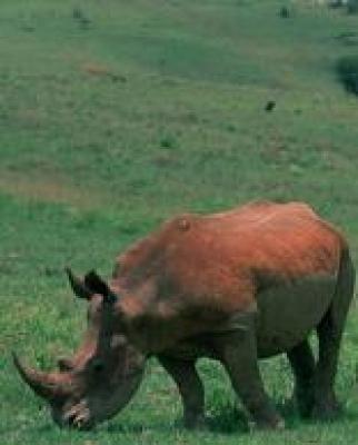Self Drive Safari - Kruger Park