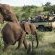 Mashatu Game Reserve