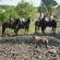 Mashatu Game Reserve