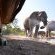 Mashatu Game Reserve