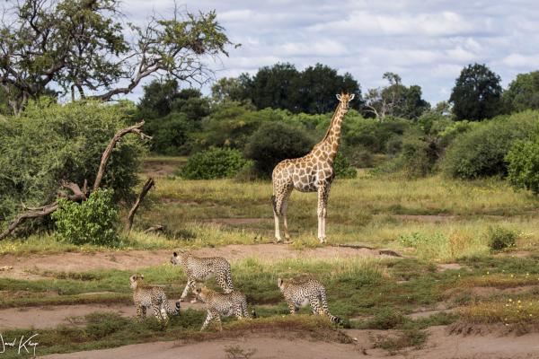 Mashatu Game Reserve