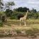 Mashatu Game Reserve