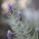 Forest Hills - 150358