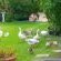 Flamingo Close - 151356