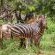 Zwartkloof Private Game Reserve - 151822