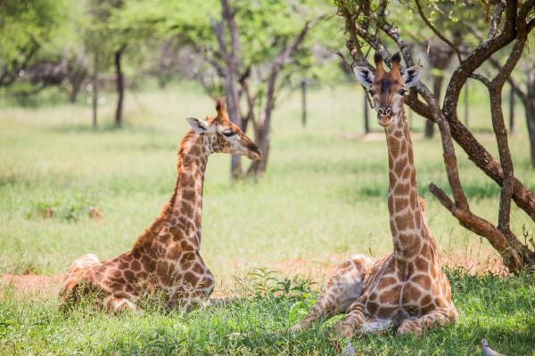 Zwartkloof Private Game Reserve - 151825