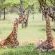 Zwartkloof Private Game Reserve - 151825