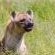 Zwartkloof Private Game Reserve - 151826