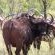 Zwartkloof Private Game Reserve - 151832