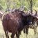Zwartkloof Private Game Reserve - 151832