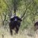 Zwartkloof Private Game Reserve - 151834