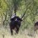 Zwartkloof Private Game Reserve - 151834