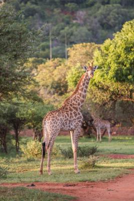 Zwartkloof Private Game Reserve - 151837