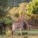 Zwartkloof Private Game Reserve - 151837