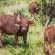 Zwartkloof Private Game Reserve - 151866