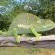 Wildlife