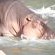 Wildlife
