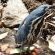 Wildlife