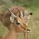 Wildlife
