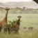Sasi Bush Lodge - 153633