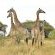 River Hill Lodge - 153673