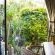 Tree of Life (Executive Suite with Patio and Garden View)