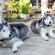 Meet our Furrkids  ;-)