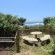 Crab Shack - 155005