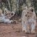 Ku Sungula Safari Lodge - 155566