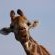 Ku Sungula Safari Lodge - 155568