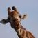Ku Sungula Safari Lodge - 155568