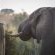 Ku Sungula Safari Lodge - 155569