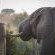Ku Sungula Safari Lodge - 155569