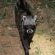 Ku Sungula Safari Lodge - 155571