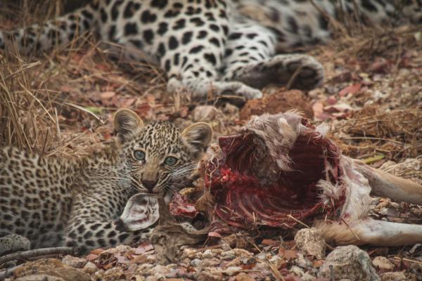 Ku Sungula Safari Lodge - 155574