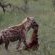 Ku Sungula Safari Lodge - 155576