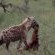 Ku Sungula Safari Lodge - 155576