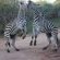 Twalumba Marloth - 156198